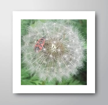 Close-up of a red firebug on a fluffy white dandelion seed head in nature.