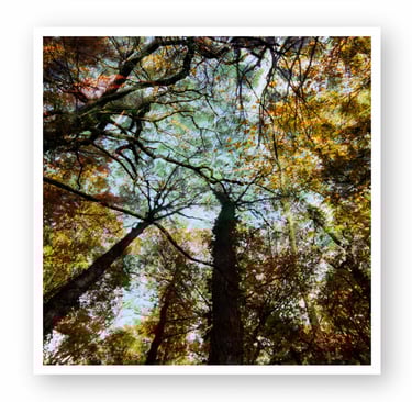 Low-angle view of autumn forest canopy with colorful yellow leaves and sunlight through tree branches.