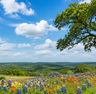 Beautiful Oak tress and wild flowers