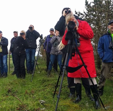 Happy twitchers getting great views of the Trumpeter Finch minutes after its rediscovery.