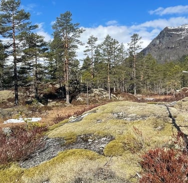 Woodpecker habitat near Lake Låtevatn.