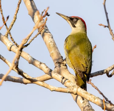 Green Woodpecker at Låte.