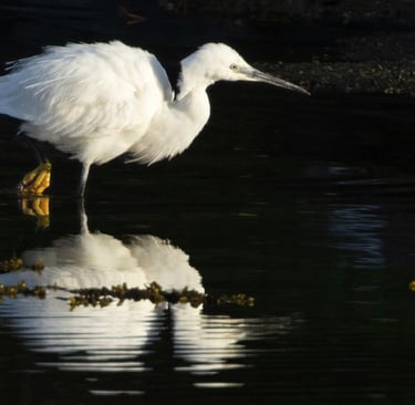 Little Egret in Bjørnafjorden 8 May 2026