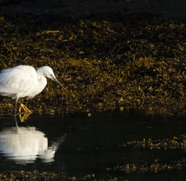 Little Egret in Bjørnafjorden 8 May 2026