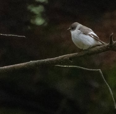 Collared Flycatcher in Øygarden 23 May 2026