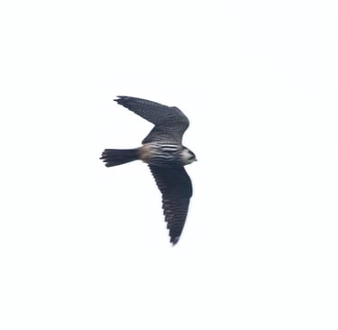 Eurasian Hobby in Øygarden 23 May 2026