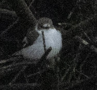 Collared Flycatcher in Øygarden 23 May 2026