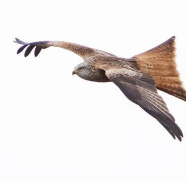 Red Kite 25 April 2026