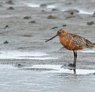 Bar-tailed Godwit