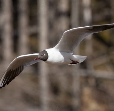 Black-headed Gull in Kinsarvik.