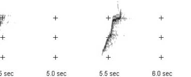 Hume's Warbler at Fedje