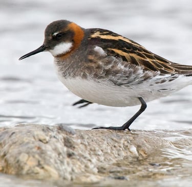 Red-necked Phalarope