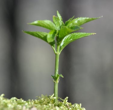 Étapes de croissance d'une startup vers la notoriété