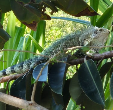 un iguane de la mare de gissac à 200m de la villa jolan