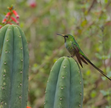 Best International Travel & Camera Equipment Insurance for Photographers in South America