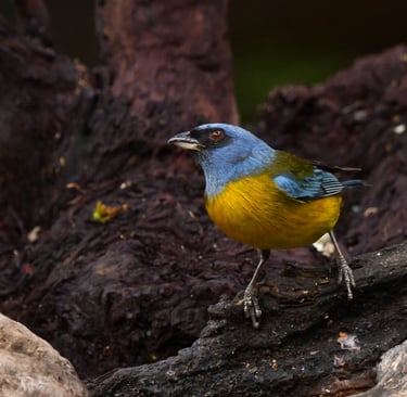 Colombia Andes Bird Photography Tour
