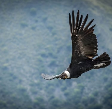 This image features an Andean condor, one of the largest flying birds in the world.