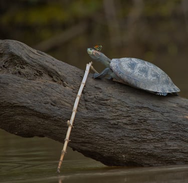What to Eat at High Altitude in Peru — Best Foods for Acclimatization & Energy