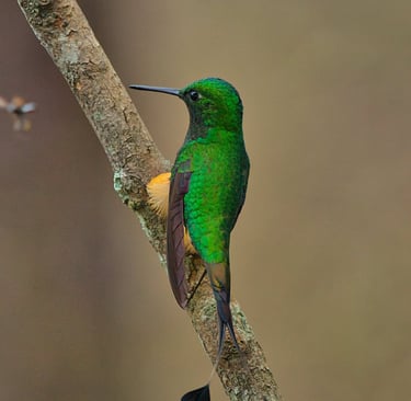 bird photography tours peru