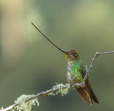 Colombia Andes Bird Photography Tour
