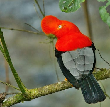Colombia Andes Bird Photography Tour 14 Days in the World’s Bird Capital