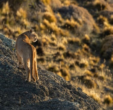 Patagonia Puma & Penguin Photography Tour