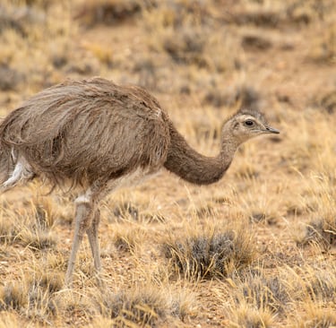 Patagonia Puma & Penguin Photography Tour