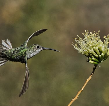 Colombia Bird Photography Tour