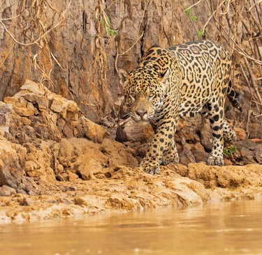 Pantanal jaguar photography tour