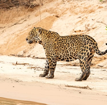 Brazil Pantanal Jaguar Photography Tour 6 Days Wildlife Safari
