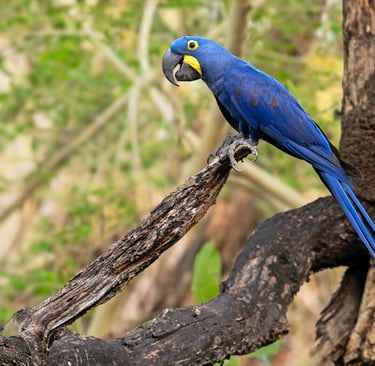 Brazil Pantanal Jaguar Photography Tour 6 Days Wildlife Safari