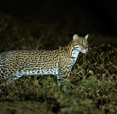 Brazil Pantanal Jaguar Photography Tour 6 Days Wildlife Safari
