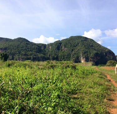 vinales