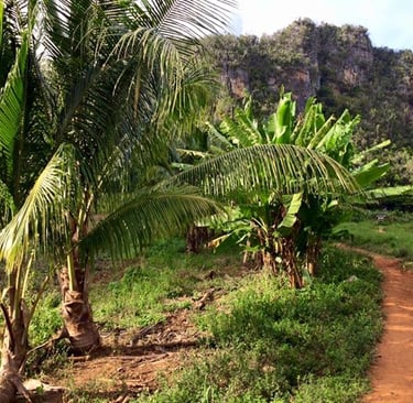 Vinales