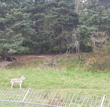 Le Zoo sauvage de Saint-Félicien est l'une des visites incontournables du Lac Saint-Jean. À bord du