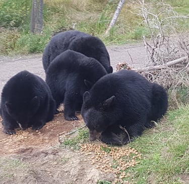 Zoo saint Félicien