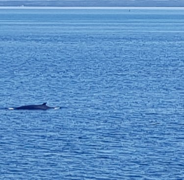 tadoussac baleines