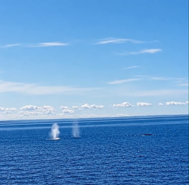 Observer les baleines à tadoussac