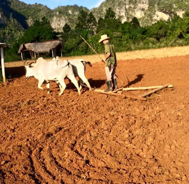 vinales