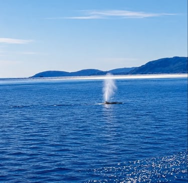 Observer les baleines à tadoussac