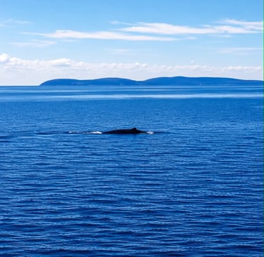 Observer les baleines à tadoussac