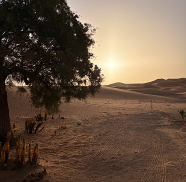 Désert merzouga