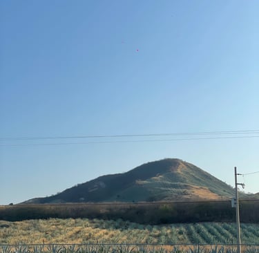 Blue Weber agave field at the base of a scenic hill under a clear blue sky in Jalisco, Mexico.