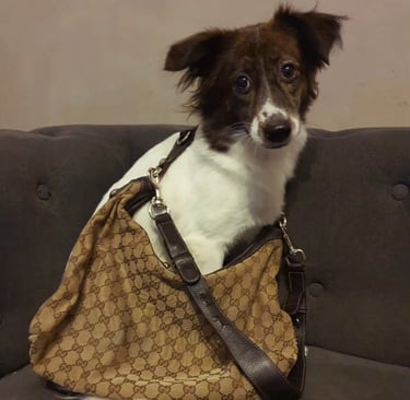 Coachella, a beautiful rescue living her life