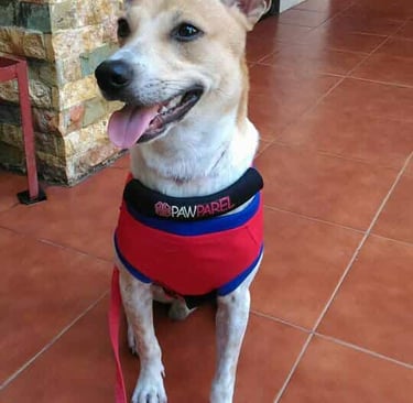 Tutz, after being abandoned and strangled, now posing a handsome look