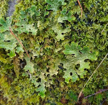 Close‑up of lichen growing on a tree trunk in the Scottish Atlantic rainforest in Tayvallich.
