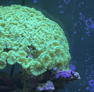 Close up of kryptonite candy cane coral with a lawnmower blenny peeking out.