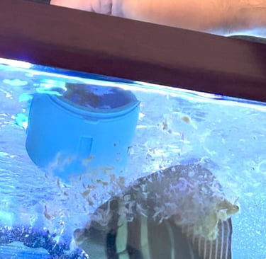A person feeds a sailfin tang using a custom 3d printed feeding tool.