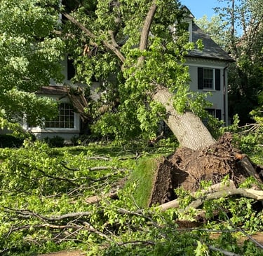 An uprooted tree that has fallen into a house