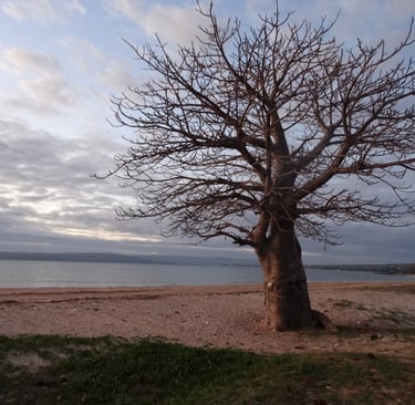 A baobab tree growing in the sand overlooking the sea in Tanzania